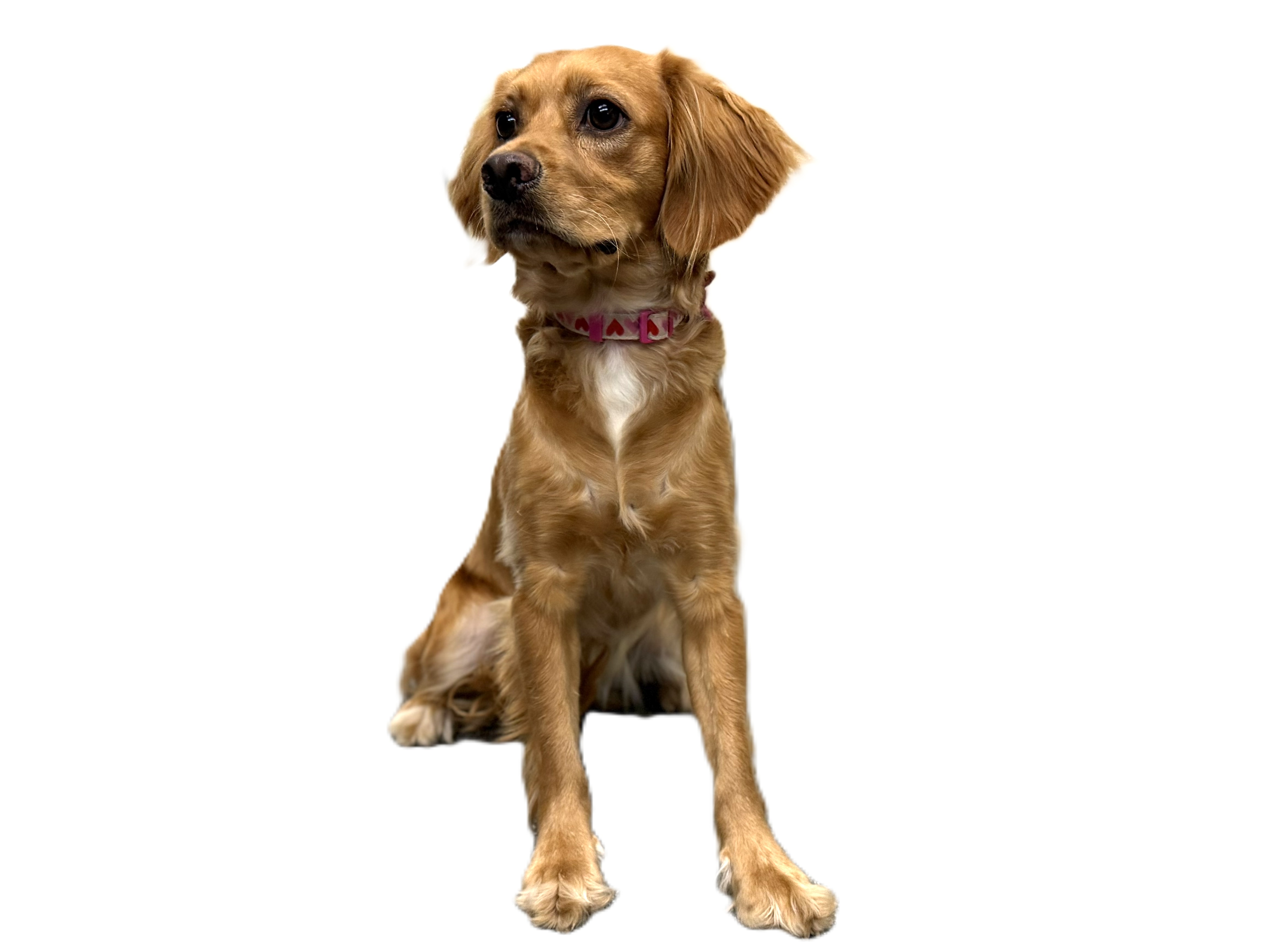 Shelter Stray Female Dog last seen , 3201 Lacy St, Los Angeles, CA 90031, USA