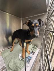 Shelter Stray Unknown Dog last seen , 3201 Lacy St, Los Angeles, CA 90031, USA