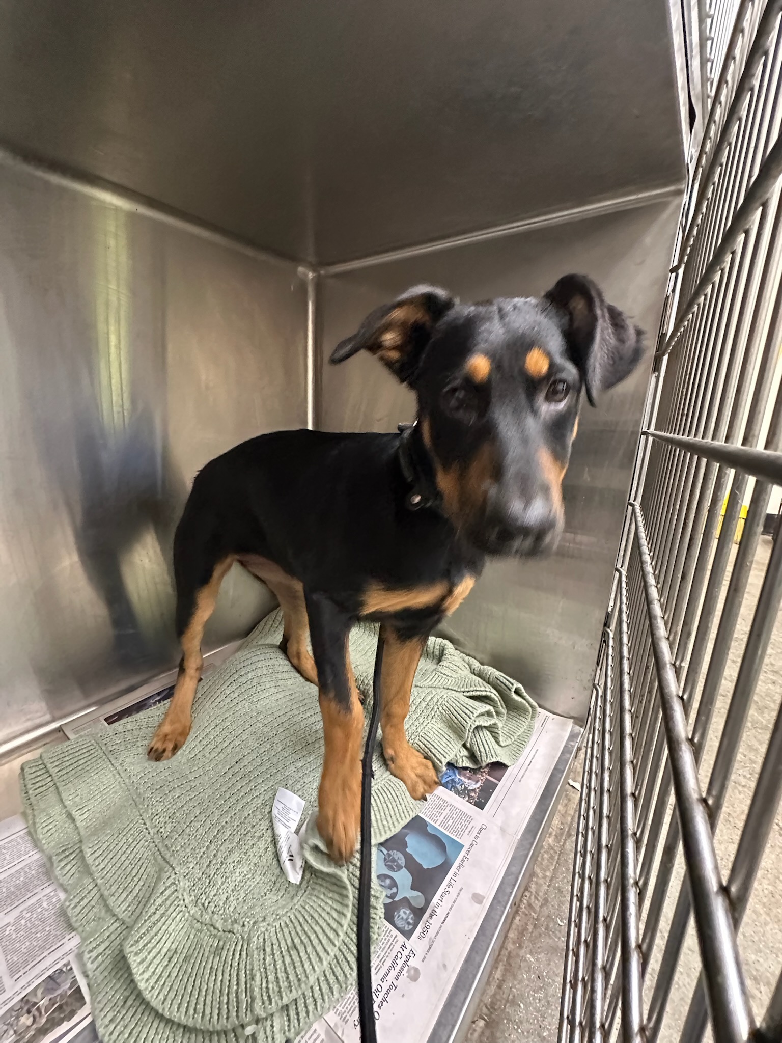 Shelter Stray Unknown Dog last seen , 3201 Lacy St, Los Angeles, CA 90031, USA