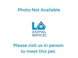 Shelter Stray Male Dog last seen , 3201 Lacy St, Los Angeles, CA 90031, USA