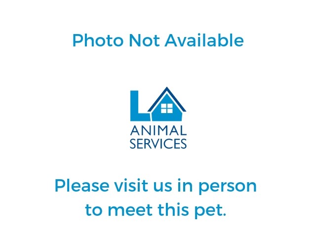 Shelter Stray Male Dog last seen , 3201 Lacy St, Los Angeles, CA 90031, USA