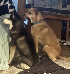 Lost Unknown Dog last seen Moms meals, Des Moines, IA 50321