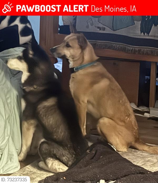 Lost Unknown Dog last seen Moms meals, Des Moines, IA 50321