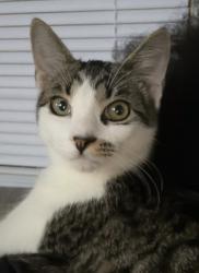 Lost Male Cat last seen Fairburn rd sw, Atlanta, GA 30331