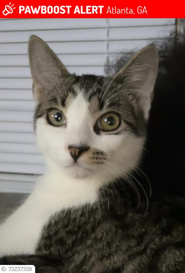 Lost Male Cat last seen Fairburn rd sw, Atlanta, GA 30331
