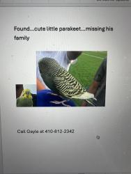Found/Stray Unknown Bird last seen Greenside Drive, Cockeysville, MD 21030