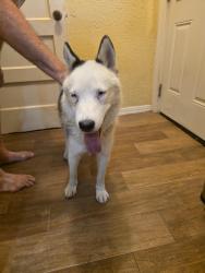 Found/Stray Female Dog last seen Summit/Lake, San Antonio, TX 78228