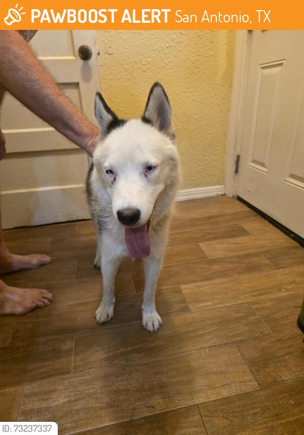 Found/Stray Female Dog last seen Summit/Lake, San Antonio, TX 78228