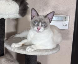 Lost Male Cat last seen Fiske blvd, Rockledge, FL 32955