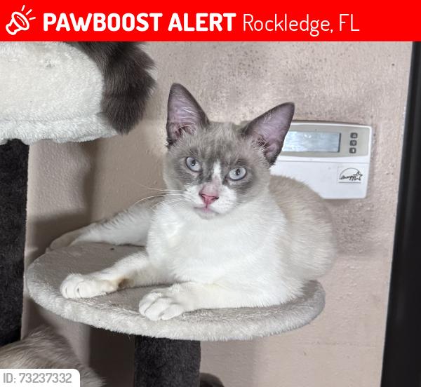 Lost Male Cat last seen Fiske blvd, Rockledge, FL 32955