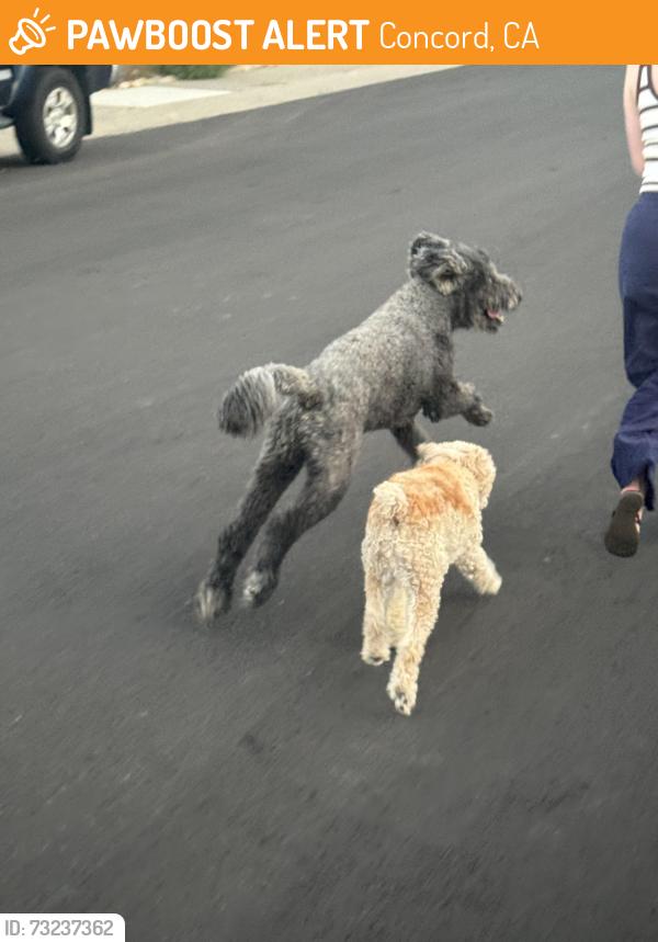 Found/Stray Unknown Dog last seen Holbrook Swimming Pool, Concord, CA 94519