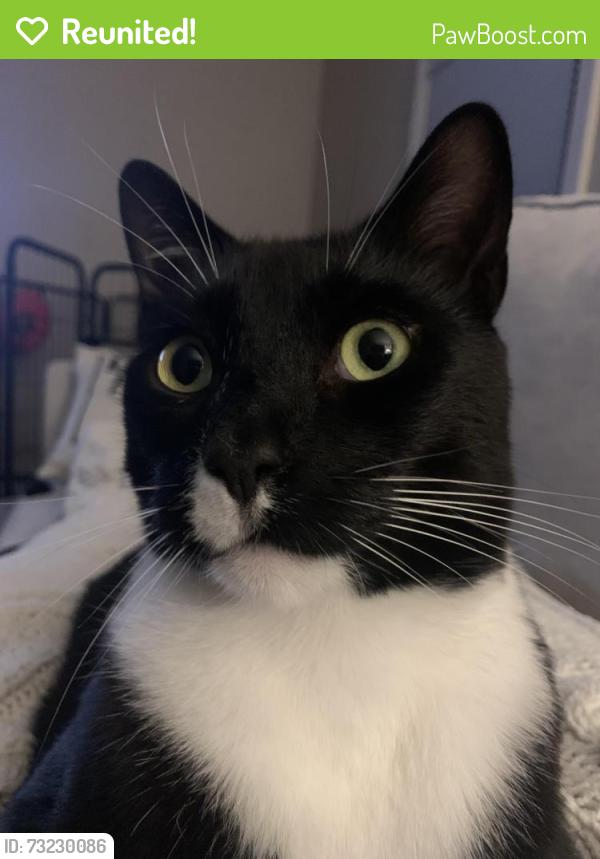 Reunited Male Cat last seen Malden and Brooks st., Worcester, MA 01606