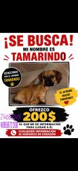 Lost Male Dog last seen Near chaucer apt 7313 a 75237, Dallas, TX 75237