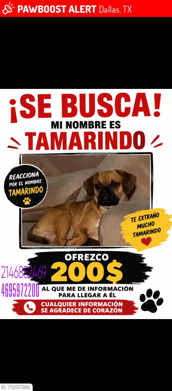 Lost Male Dog last seen Near chaucer apt 7313 a 75237, Dallas, TX 75237