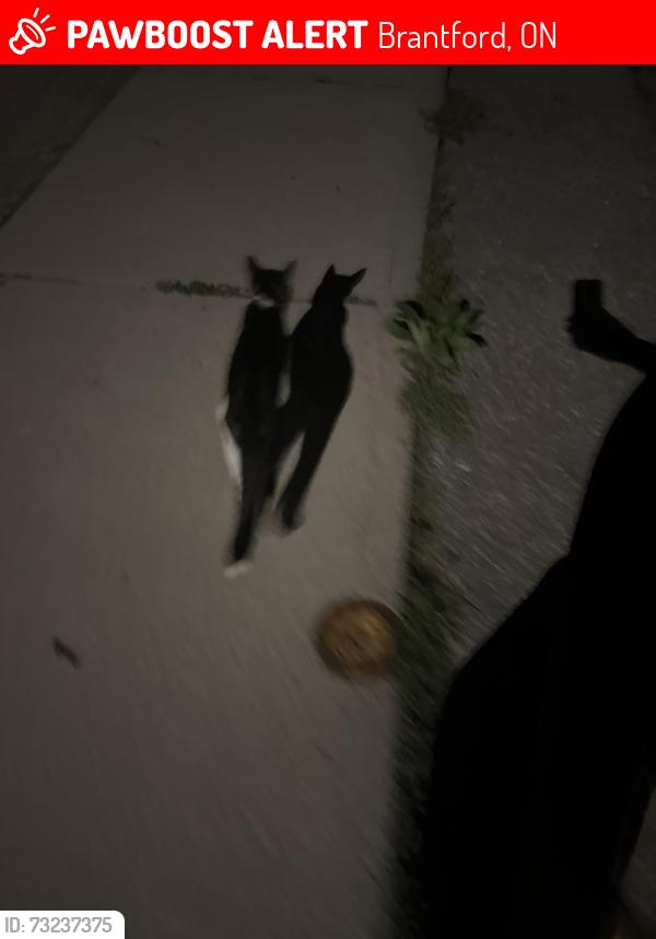 Lost Male Cat last seen Brier park, Brantford, ON 