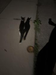 Lost Male Cat last seen Brier park, Brantford, ON 