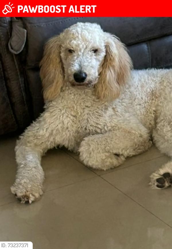 Lost Male Dog last seen Near ne 213 terrace, North Miami Beach, FL 33179