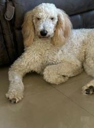 Lost Male Dog last seen Near ne 213 terrace, North Miami Beach, FL 33179