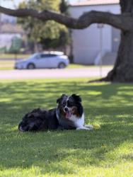 Reunited Male Dog last seen Near Ximeno Ave, Long Beach CA, Long Beach, CA 90814
