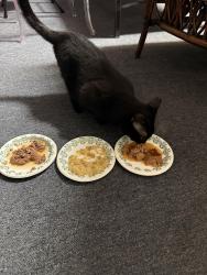 Lost Male Cat last seen Azura Development, Boca Raton, FL 33496