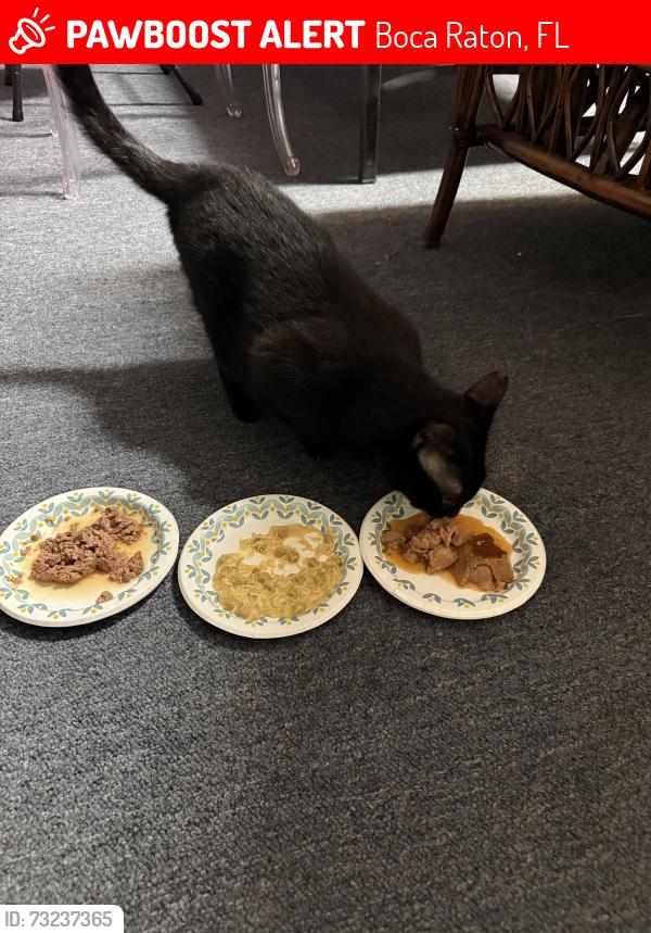 Lost Male Cat last seen Azura Development, Boca Raton, FL 33496