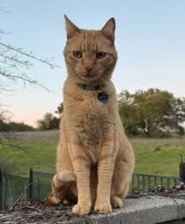 Lost Male Cat last seen Placer Canyon off Auburn Folsom Road, Loomis, CA 95650