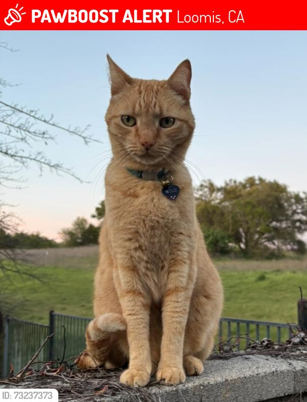 Lost Male Cat last seen Placer Canyon off Auburn Folsom Road, Loomis, CA 95650