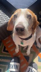 Lost Male Dog last seen Park behind the village lakes neighbourhood, Katy, TX 77493