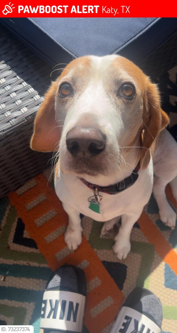 Lost Male Dog last seen Park behind the village lakes neighbourhood, Katy, TX 77493