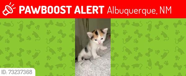 Lost Female Cat last seen sevilla, Albuquerque, NM 87120