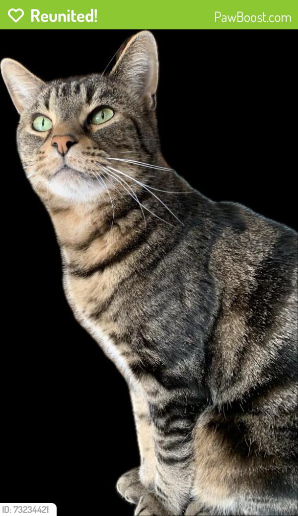 Reunited Male Cat last seen Willow Springs Ln and East Leadora Ave (at willow springs park), Glendora, CA 91741