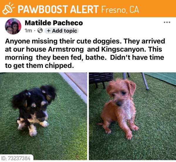 Found/Stray Unknown Dog last seen Armstrong and kingscanyon, Fresno, CA 93727