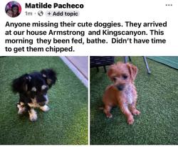Found/Stray Unknown Dog last seen Armstrong and kingscanyon, Fresno, CA 93727
