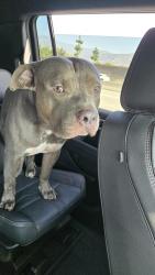 Found/Stray Male Dog last seen Bridge between Irwindale and Duarte, Duarte, CA 91010