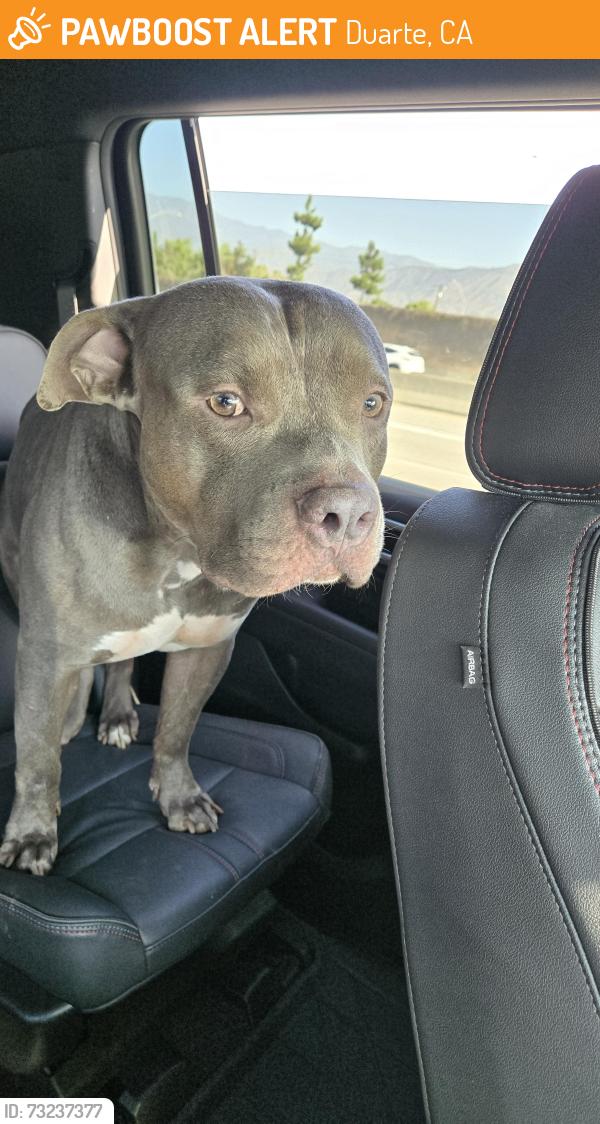 Found/Stray Male Dog last seen Bridge between Irwindale and Duarte, Duarte, CA 91010