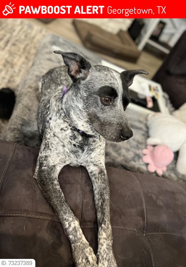 Lost Female Dog last seen Peace Pipe Way, Georgetown, TX 78628