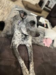 Lost Female Dog last seen Peace Pipe Way, Georgetown, TX 78628