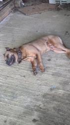 Found/Stray Male Dog last seen flt Creek Road & Bassett Road, Quincy, FL 32351
