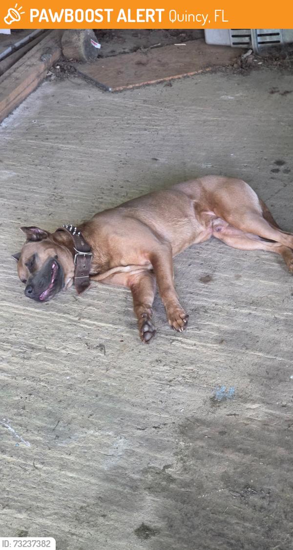 Found/Stray Male Dog last seen flt Creek Road & Bassett Road, Quincy, FL 32351