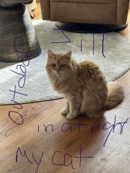 Reunited Female Cat last seen Huntcliff dr and stallings rd, Taylors, SC 29687