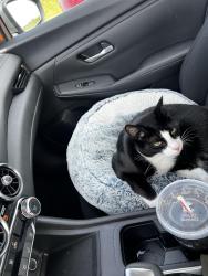 Reunited Male Cat last seen Pourroy road and serrento dr, Murrieta, CA 92563
