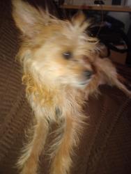 Found/Stray Female Dog last seen 11th and Bonanza, Las Vegas, NV 89101
