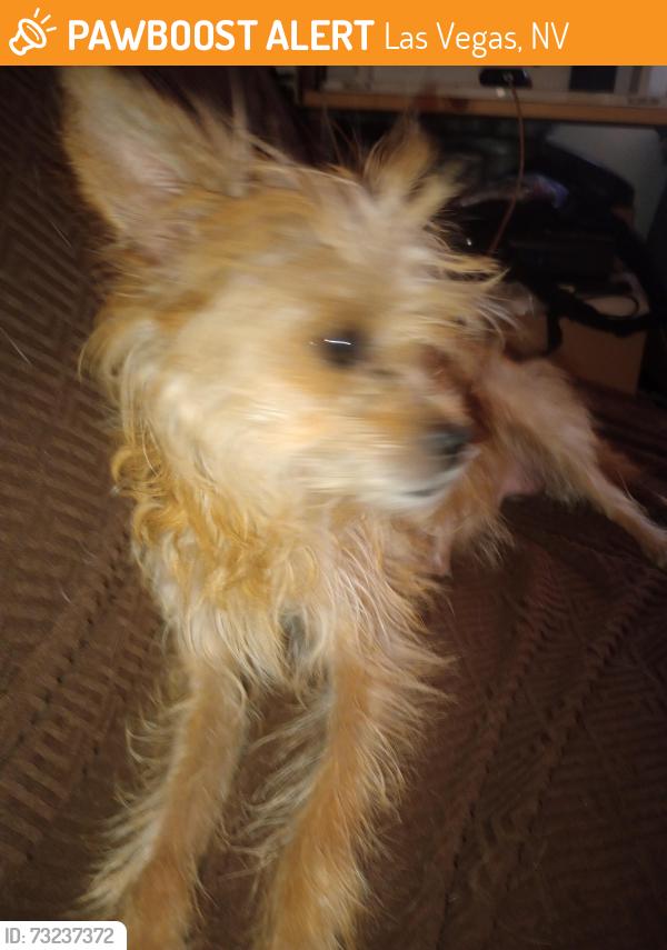 Found/Stray Female Dog last seen 11th and Bonanza, Las Vegas, NV 89101