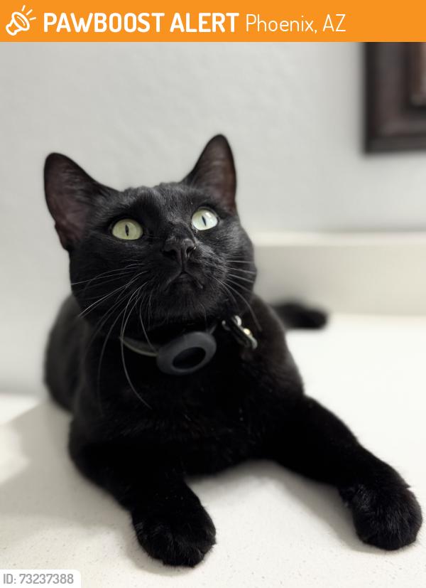 Found/Stray Female Cat last seen Southern Avenue & 40th St, Phoenix, AZ 85040