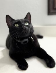 Found/Stray Female Cat last seen Southern Avenue & 40th St, Phoenix, AZ 85040