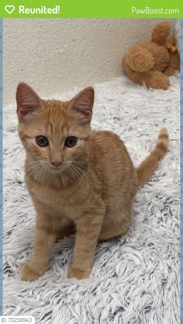 Reunited Female Cat last seen 11th and Arizona, Santa Monica, CA 90401