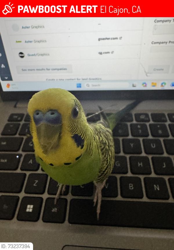 Lost Male Bird last seen Chase and Johnson, El Cajon, CA 92020