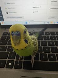 Lost Male Bird last seen Chase and Johnson, El Cajon, CA 92020