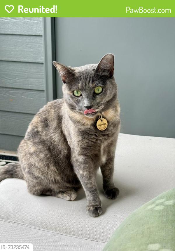 Reunited Female Cat last seen Lake Woodard Dr / Brentwood Rd, Raleigh, NC 27604