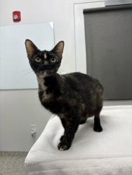 Shelter Stray Female Cat last seen Brooklyn Ave & E 82nd Terrace, 64132, MO, 7077 Elmwood Ave, Kansas City, MO 64132, USA